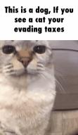 cat shitpost tax-evasion // 288x498 // 2.6MB