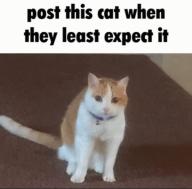 cat shitpost surprise // 498x491 // 130KB