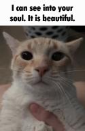 cat cute murio shitpost soul trust // 406x619 // 236KB
