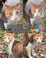 cat collage emoji homophobia lgbt montage shitpost // 1200x1496 // 388KB