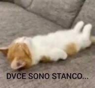 cat duce dux dvce dvx fascism fascismo gatto stanco tired // 433x403 // 17KB